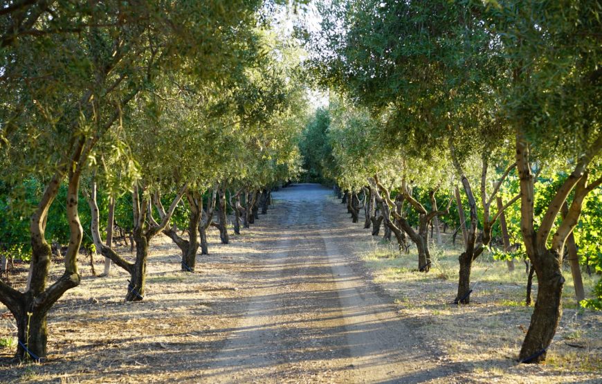 Vineyards & Vistas: Rome Countryside Wine Tasting